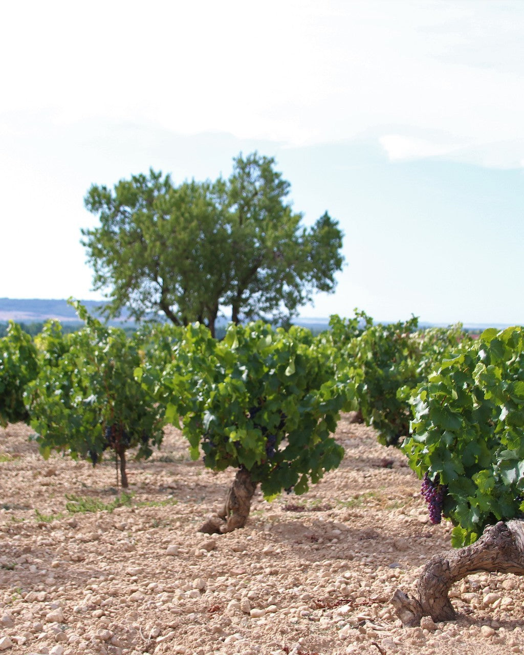 Mauro vineyard, Tudela de Duero, Castilla y León