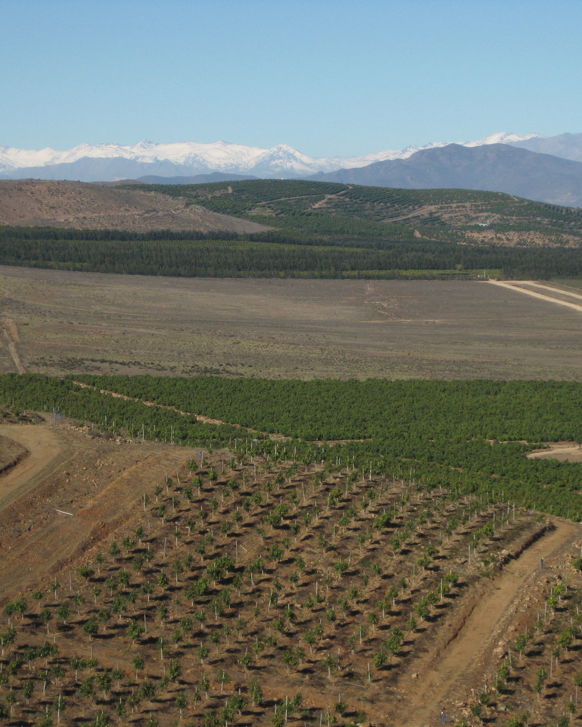 Limarí Valley vineyard, Chile