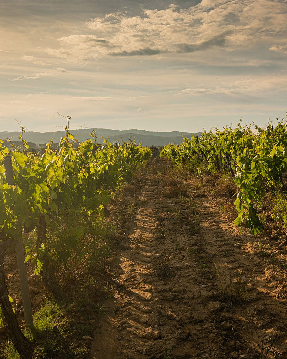Emendis vineyard, Penedès