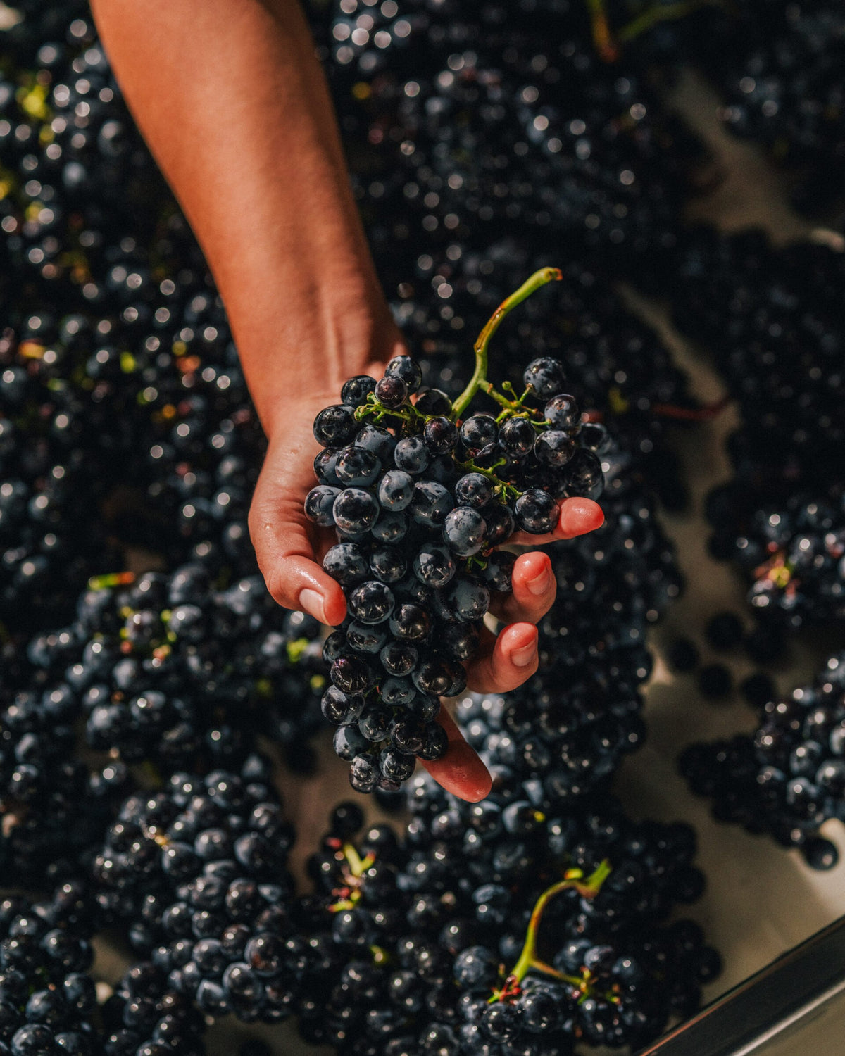 Hand-picked Tempranillo grapes for LAN A Mano