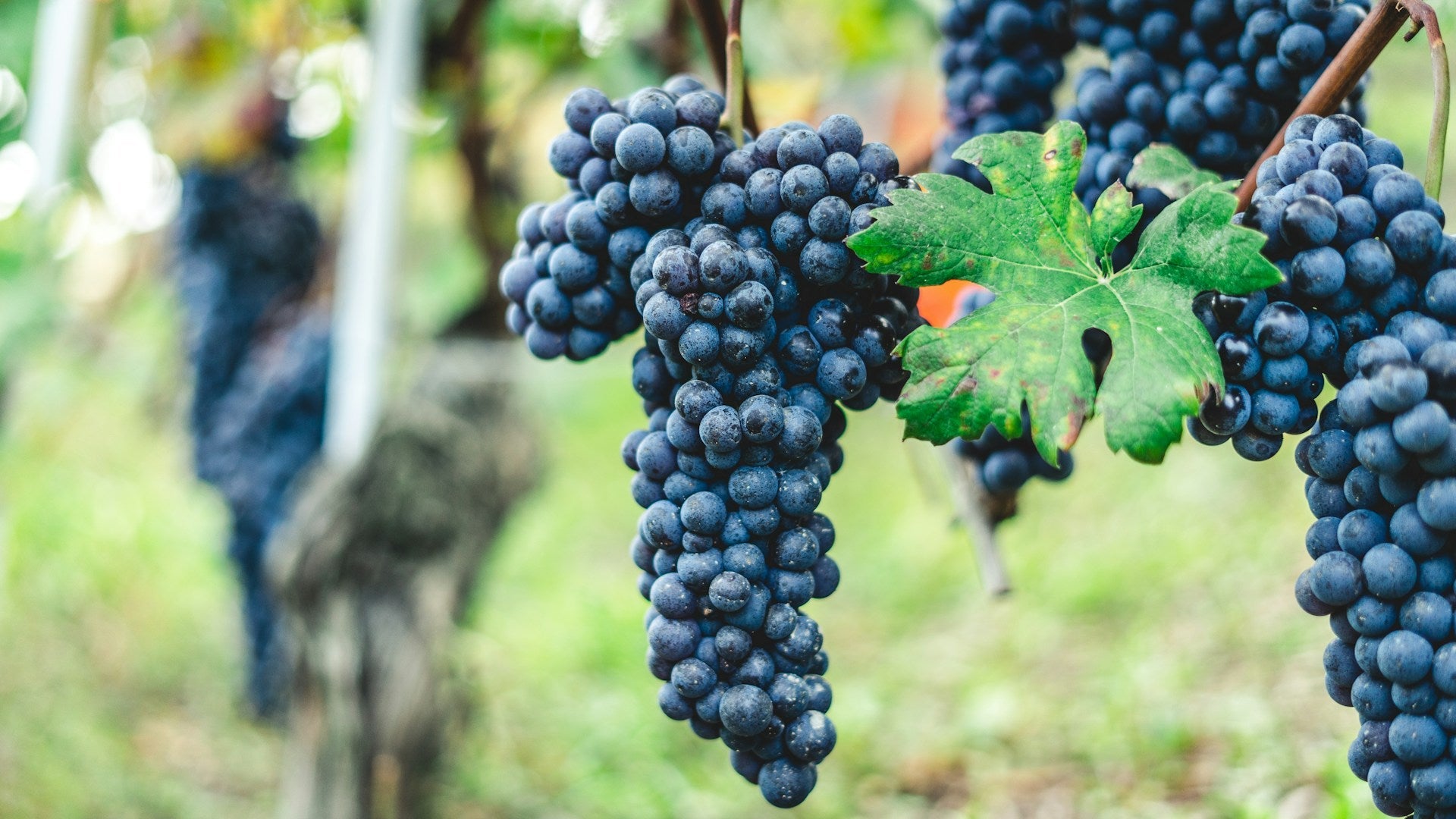 Red Wine