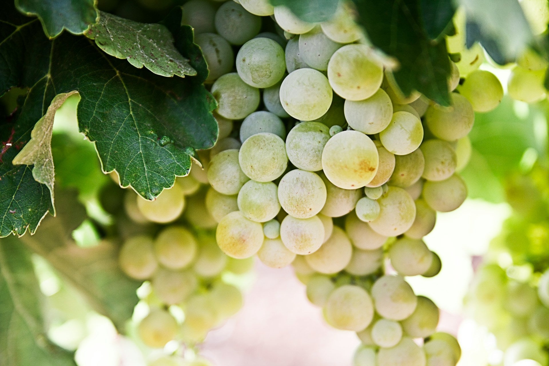 White Wine