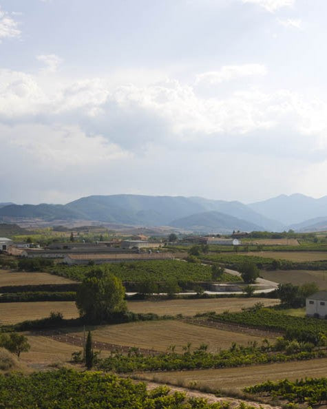 Viña El Moral vineyard, Sierra de Gredos