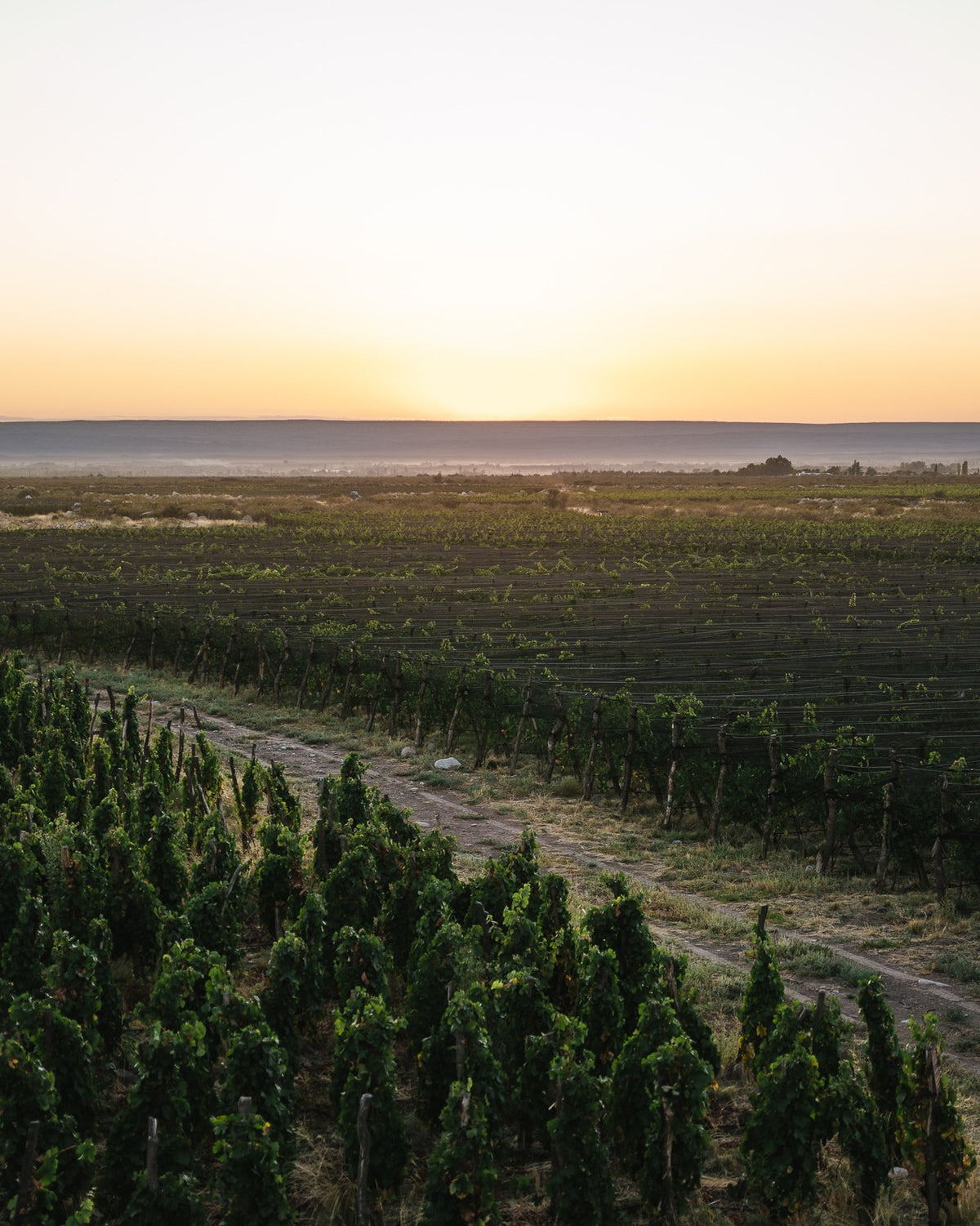 Paraje Altamira vineyard at sunset, Uco Valley