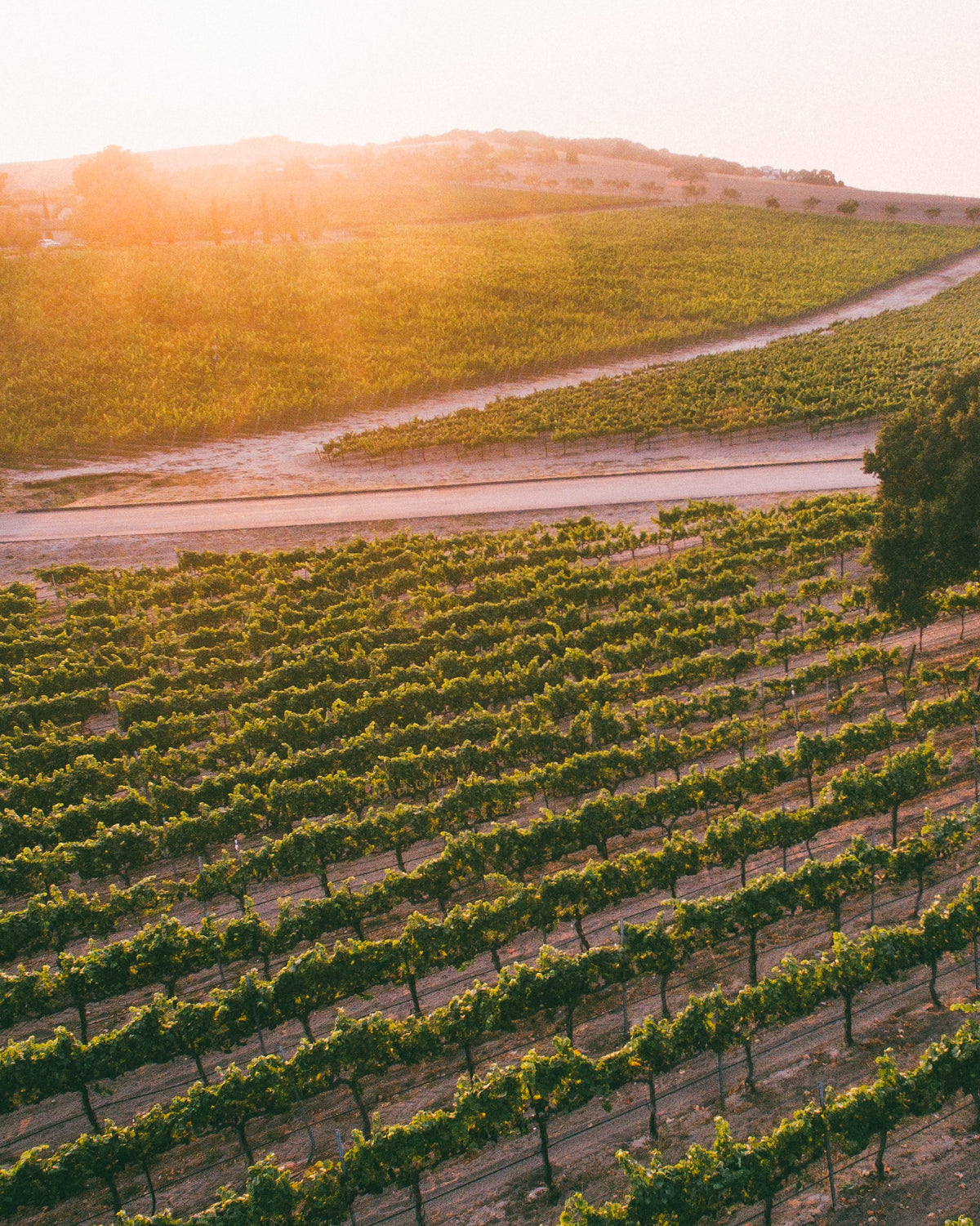Edna Valley estate vineyard at sunset