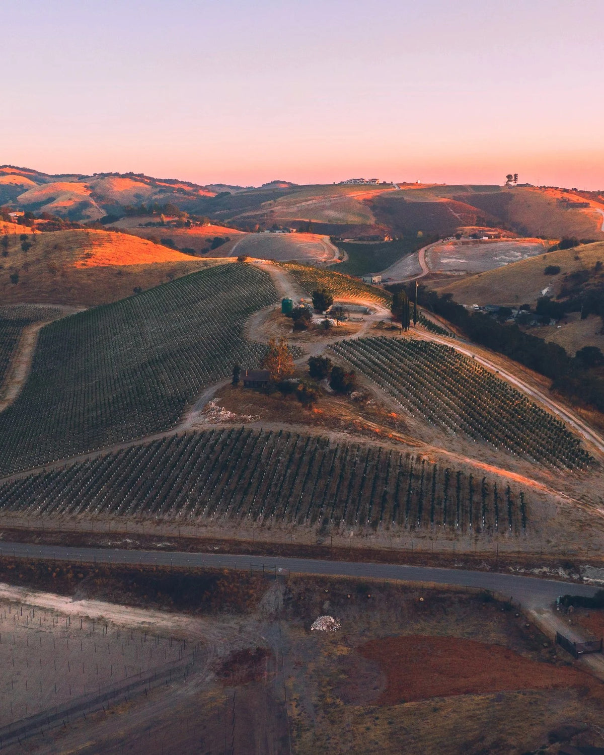 Peachy Canyon vineyard at sunset, Paso Robles