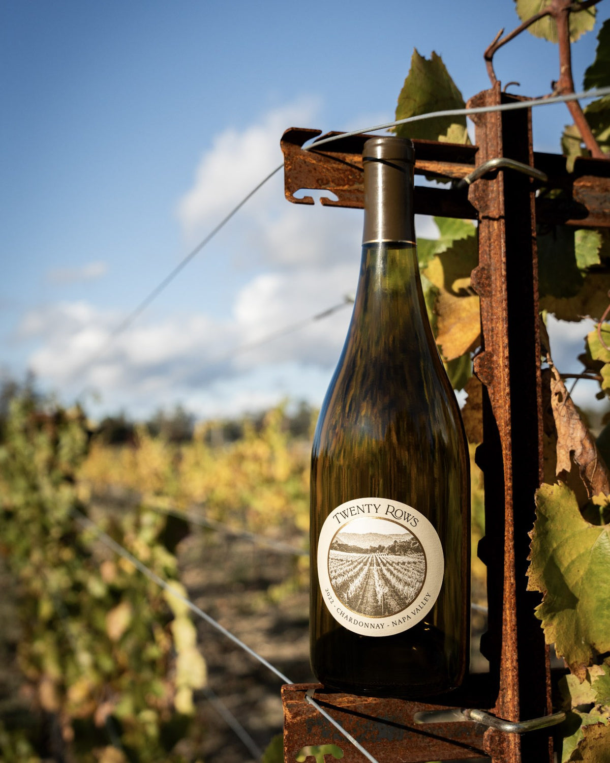 Twenty Rows Napa Valley Chardonnay on the vine